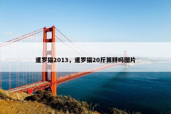 暹罗猫2013，暹罗猫20斤算胖吗图片