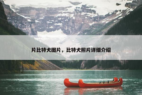 片比特犬图片，比特犬照片详细介绍