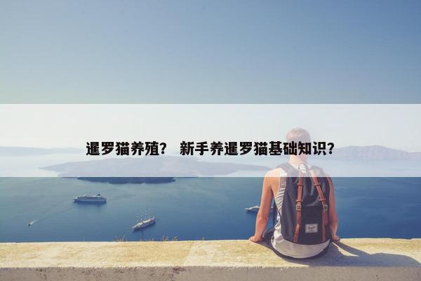 暹罗猫养殖？ 新手养暹罗猫基础知识？