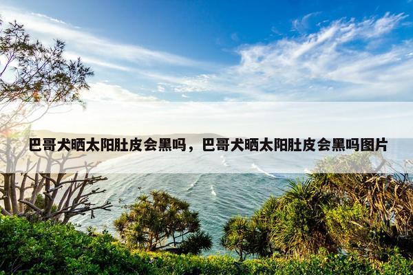 巴哥犬晒太阳肚皮会黑吗，巴哥犬晒太阳肚皮会黑吗图片