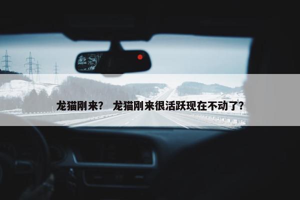 龙猫刚来？ 龙猫刚来很活跃现在不动了？