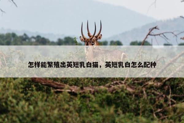 怎样能繁殖出英短乳白猫，英短乳白怎么配种