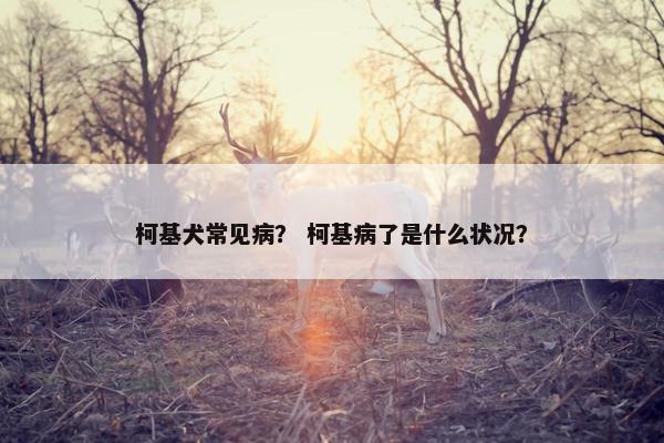 柯基犬常见病？ 柯基病了是什么状况？