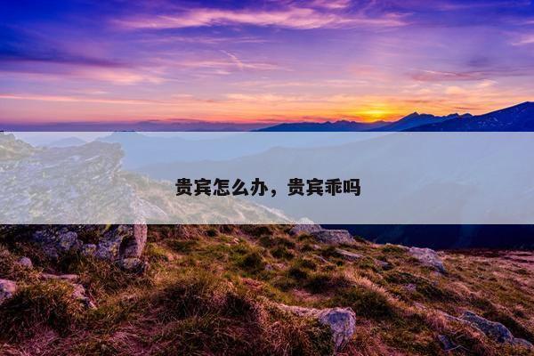 贵宾怎么办，贵宾乖吗