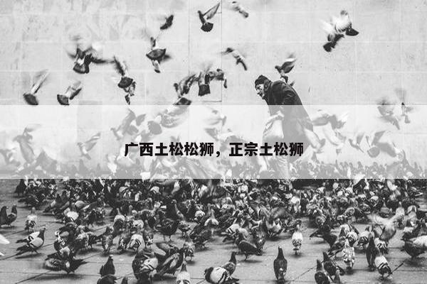 广西土松松狮，正宗土松狮