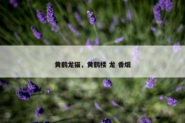 黄鹤龙猫，黄鹤楼 龙 香烟