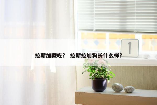 拉斯加藏吃？ 拉斯拉加狗长什么样？