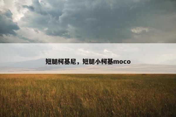短腿柯基尼，短腿小柯基moco