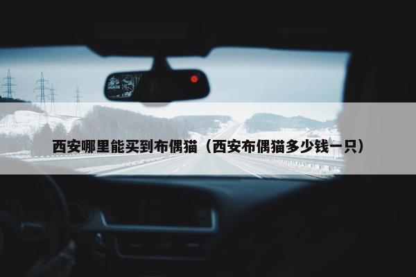 西安哪里能买到布偶猫（西安布偶猫多少钱一只）