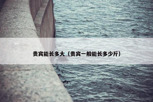 贵宾能长多大（贵宾一般能长多少斤）