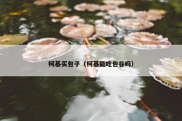 柯基买包子（柯基能吃包谷吗）