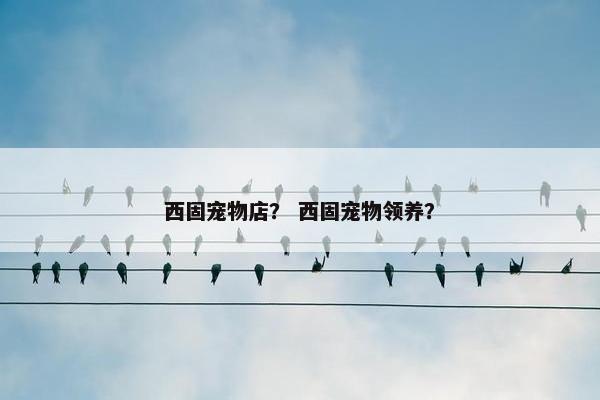 西固宠物店？ 西固宠物领养？