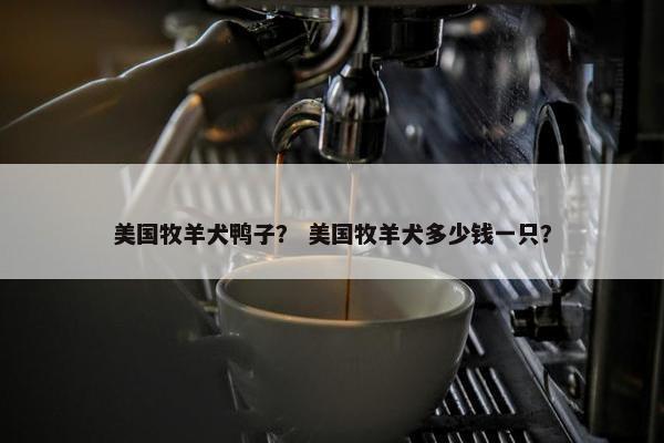 美国牧羊犬鸭子？ 美国牧羊犬多少钱一只？