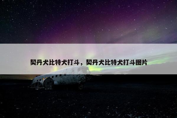 契丹犬比特犬打斗，契丹犬比特犬打斗图片