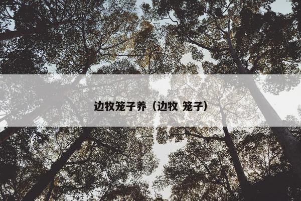 边牧笼子养（边牧 笼子）