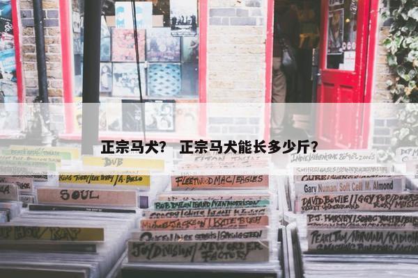 正宗马犬？ 正宗马犬能长多少斤？