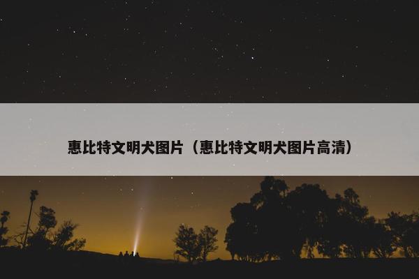 惠比特文明犬图片（惠比特文明犬图片高清）