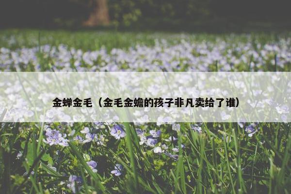 金蝉金毛（金毛金蟾的孩子非凡卖给了谁）