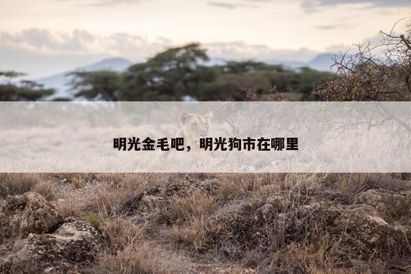 明光金毛吧，明光狗市在哪里