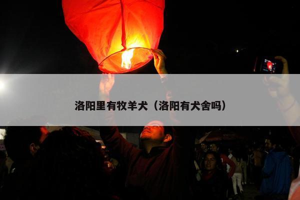 洛阳里有牧羊犬（洛阳有犬舍吗）