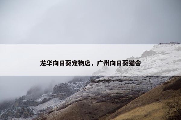 龙华向日葵宠物店，广州向日葵猫舍