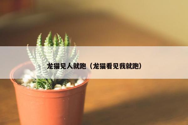 龙猫见人就跑（龙猫看见我就跑）
