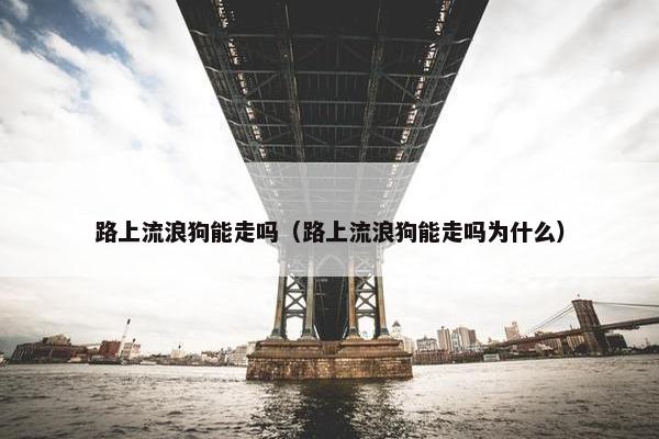 路上流浪狗能走吗（路上流浪狗能走吗为什么）