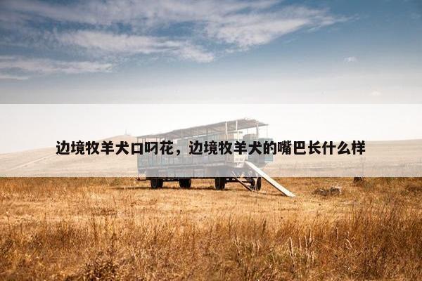 边境牧羊犬口叼花，边境牧羊犬的嘴巴长什么样