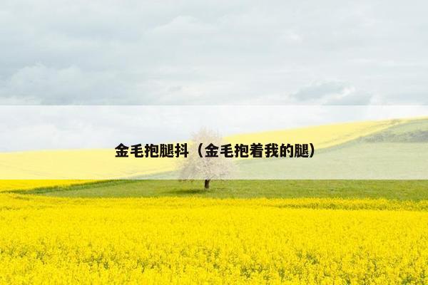 金毛抱腿抖（金毛抱着我的腿）