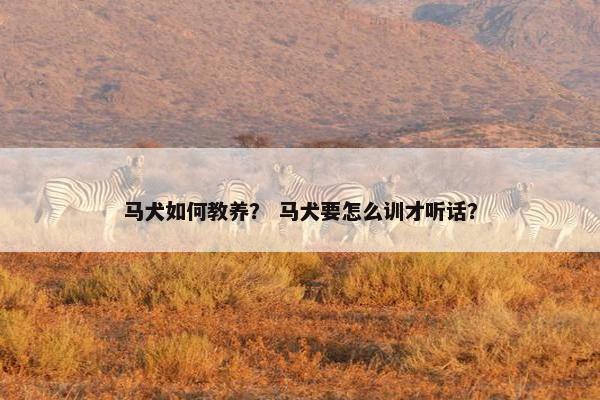 马犬如何教养？ 马犬要怎么训才听话？