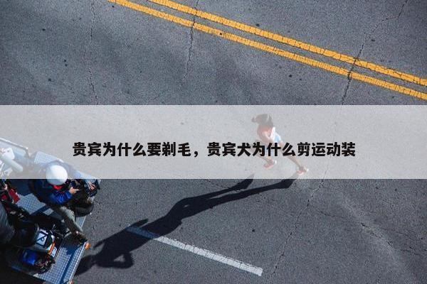 贵宾为什么要剃毛，贵宾犬为什么剪运动装