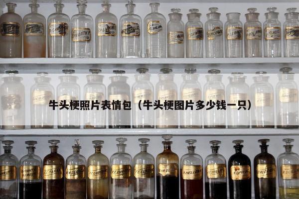 牛头梗照片表情包（牛头梗图片多少钱一只）