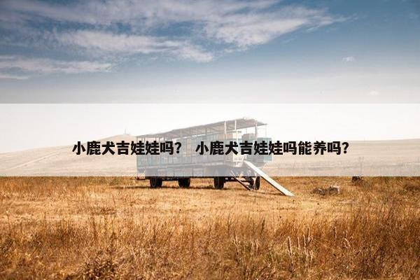 小鹿犬吉娃娃吗？ 小鹿犬吉娃娃吗能养吗？