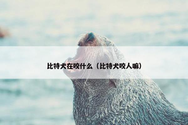 比特犬在咬什么（比特犬咬人嘛）
