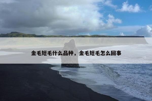 金毛短毛什么品种，金毛短毛怎么回事