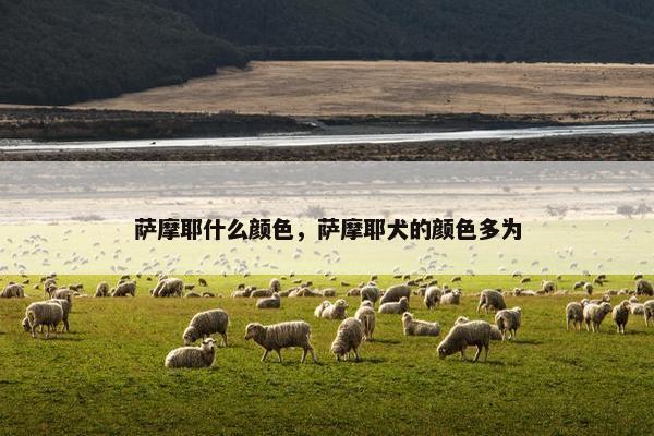 萨摩耶什么颜色，萨摩耶犬的颜色多为