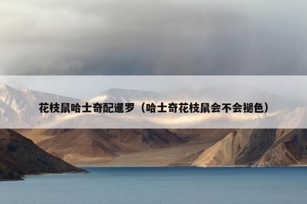 花枝鼠哈士奇配暹罗（哈士奇花枝鼠会不会褪色）