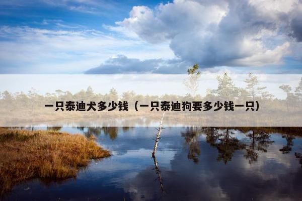 一只泰迪犬多少钱（一只泰迪狗要多少钱一只）