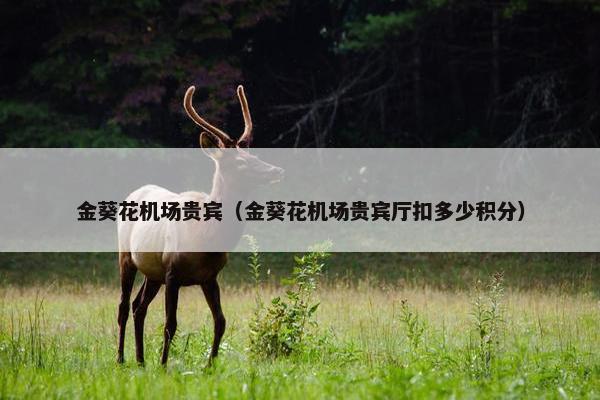 金葵花机场贵宾（金葵花机场贵宾厅扣多少积分）