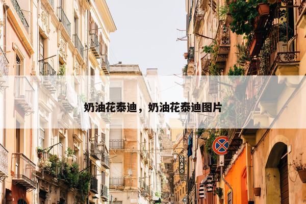 奶油花泰迪，奶油花泰迪图片