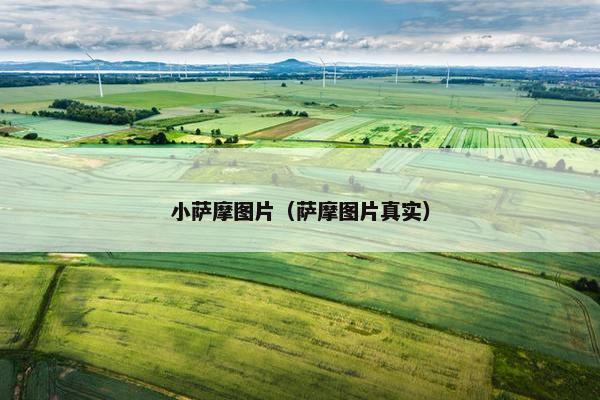 小萨摩图片（萨摩图片真实）