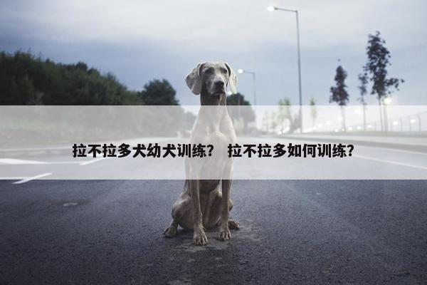拉不拉多犬幼犬训练？ 拉不拉多如何训练？