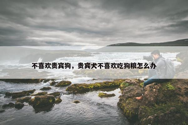 不喜欢贵宾狗，贵宾犬不喜欢吃狗粮怎么办