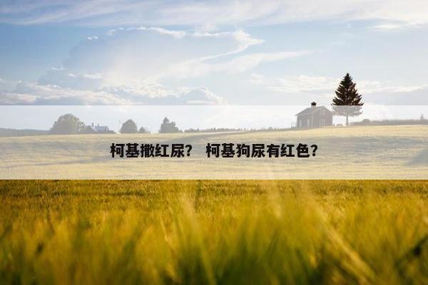 柯基撒红尿？ 柯基狗尿有红色？