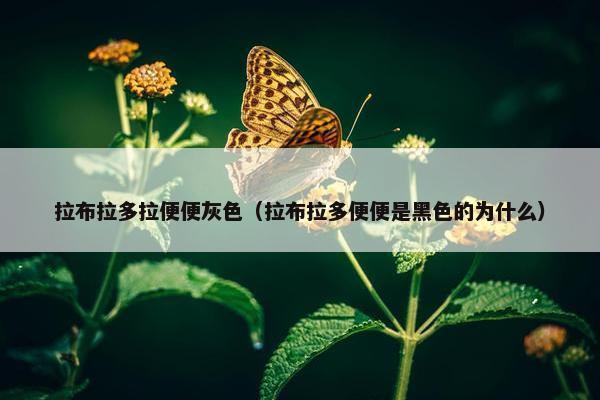 拉布拉多拉便便灰色（拉布拉多便便是黑色的为什么）