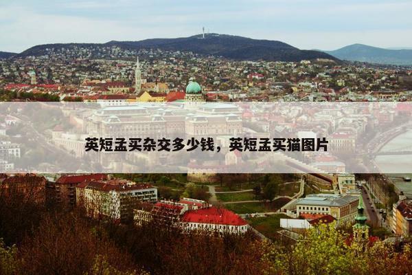 英短孟买杂交多少钱，英短孟买猫图片