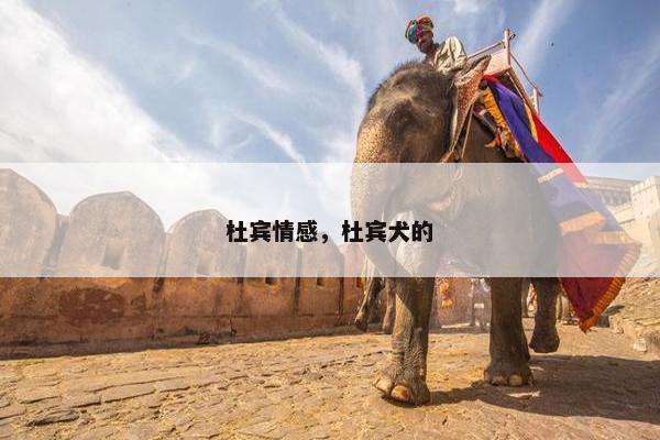 杜宾情感，杜宾犬的