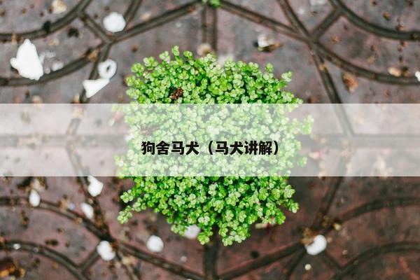 狗舍马犬（马犬讲解）