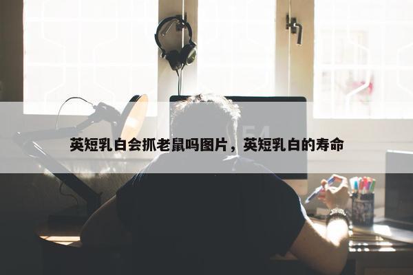 英短乳白会抓老鼠吗图片，英短乳白的寿命