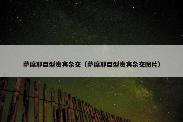 萨摩耶巨型贵宾杂交（萨摩耶巨型贵宾杂交图片）